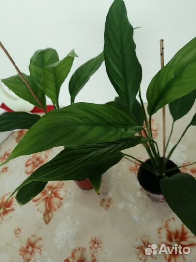 Комнатные растения цветы большие