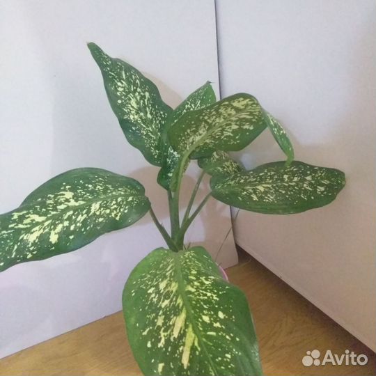 Диффенбахия