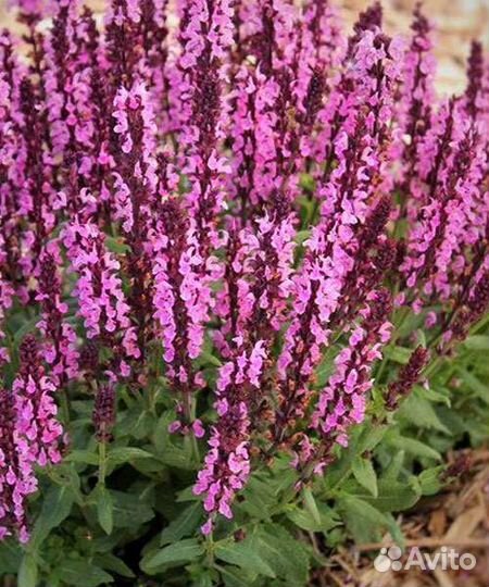 Шалфей розовый Нью Дайменш