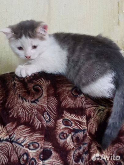 Кошечка девочка