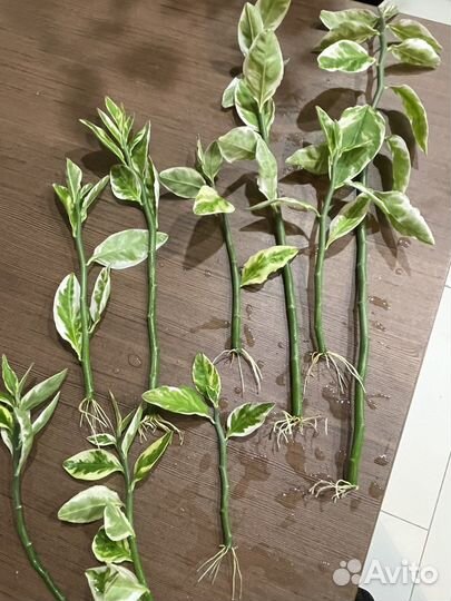 Цветы комнатные для офиса Педилантус Замиокулькас