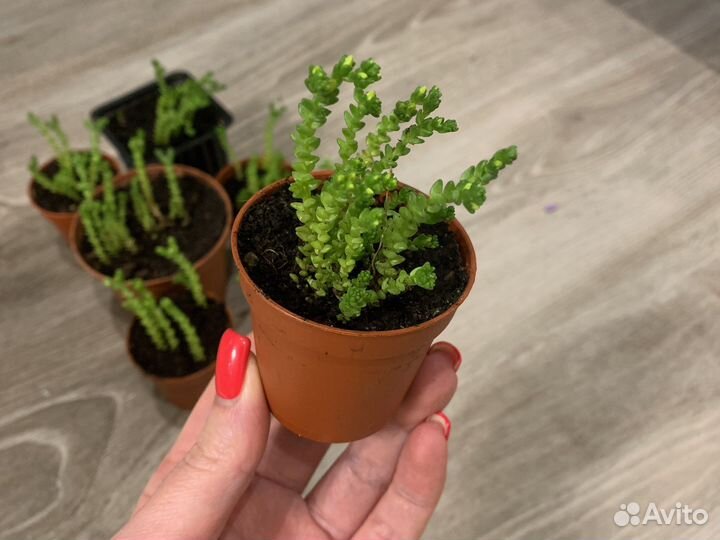 Суккуленты