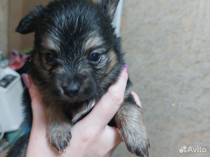 Собака немецкий шпиц