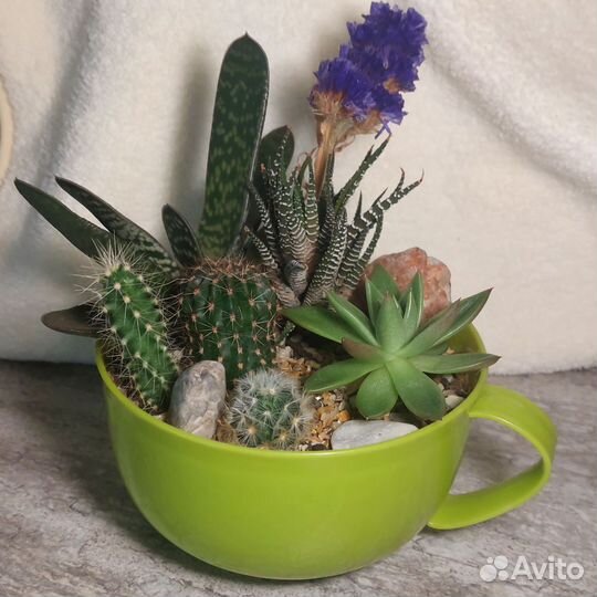 Кактусы и суккуленты