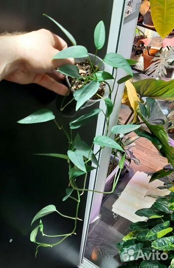 Монстера Сильвер Лиф