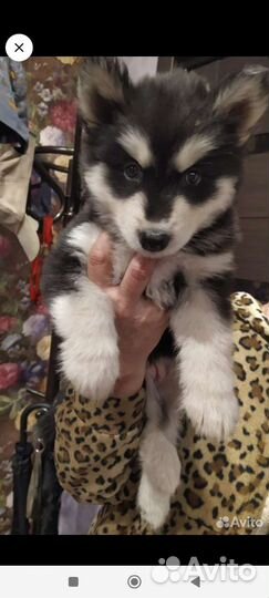 Щенок хаски (девочка)