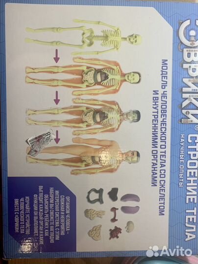 Игра “Строение тела»