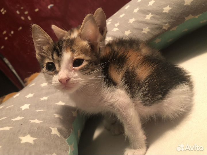 Котята мини в добрые руки