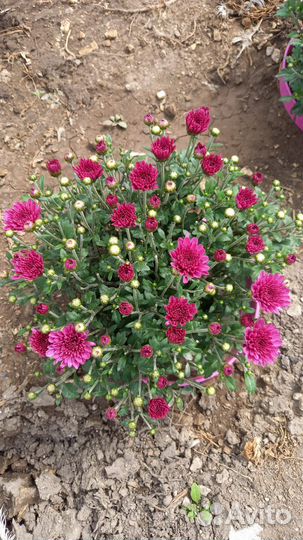 Хризантемы мультифлора