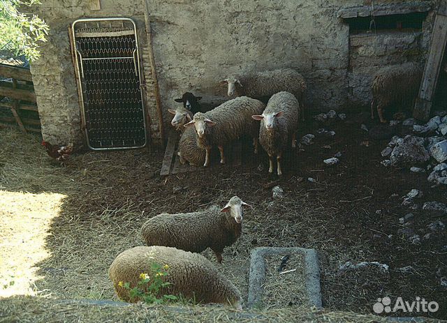 Продам овец ягнят большие  в Черемшане | Животные и зоотовары | 