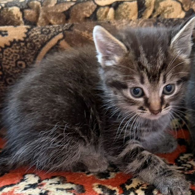 Котёнок в добрые руки