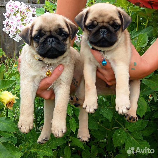 Щенки мопса, РКФ