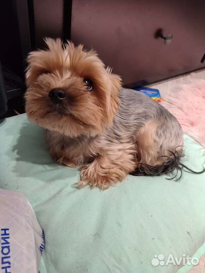 Передержка собак в домашних