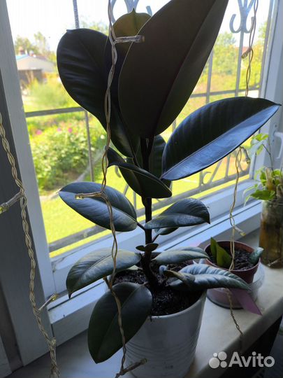 Фикус каучуконосный эластика