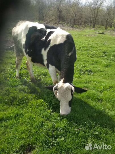 Продаются крс