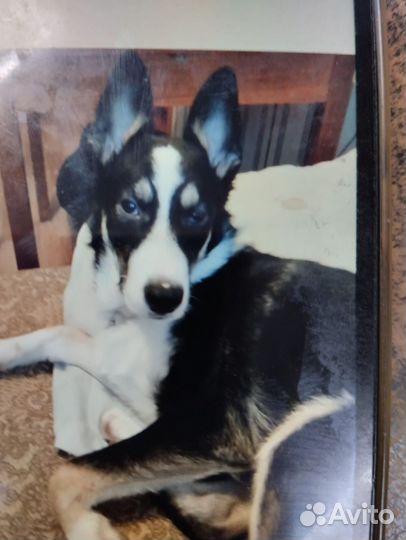 Собака дворняжка