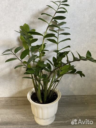 Замиокулькас