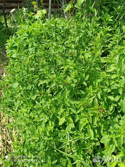 Мята, душица для чая большой веник