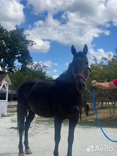 Лошади продам