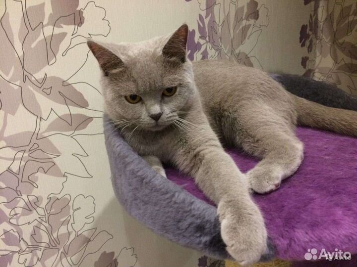 Шотландский кот вязка