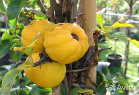 Айва японская средняя Кримсон Энд Голд