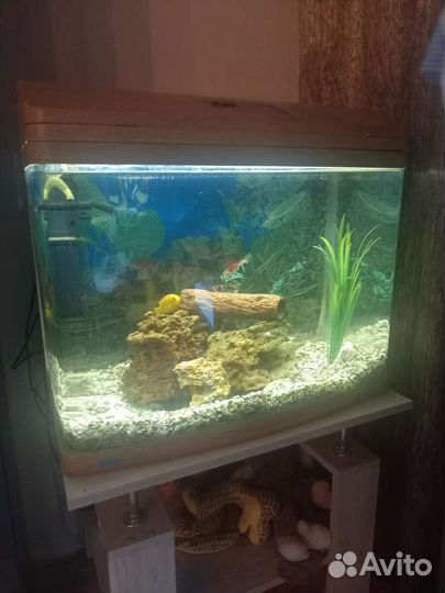 Аквариум