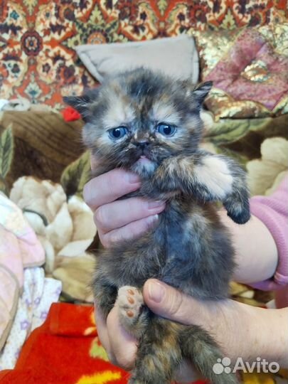 Продам британскмх котят