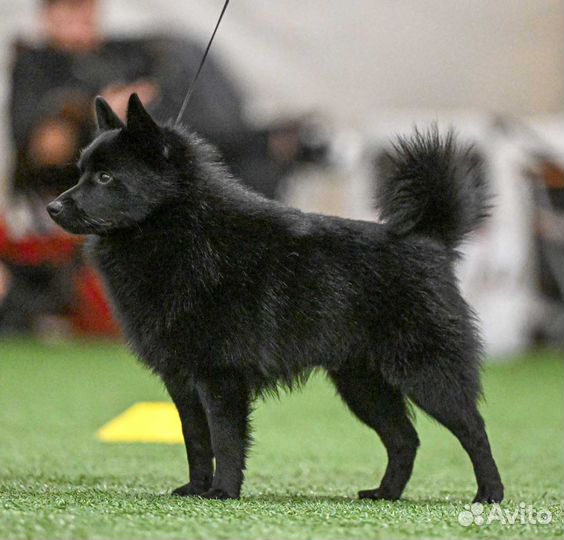 Схипперке / вязка