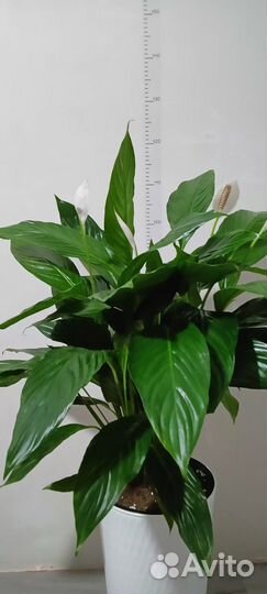 Спатифиллум