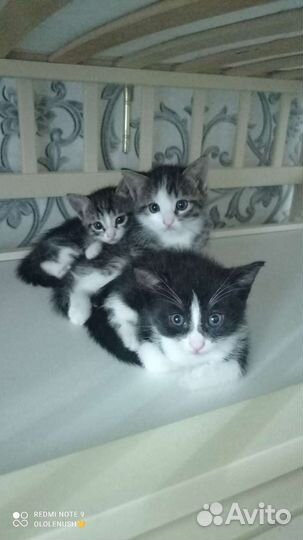 Котики-суетологи