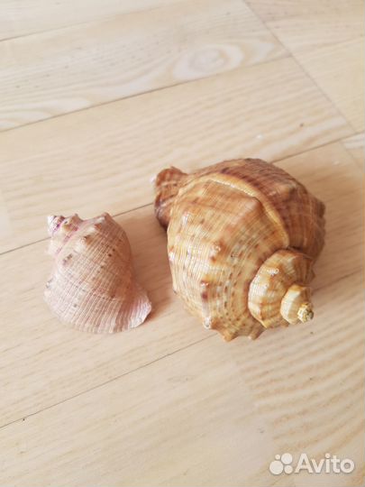 Ракушка морская набор