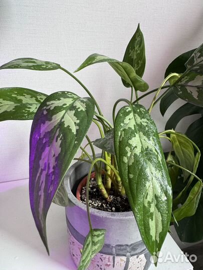 Аглаонема Мария