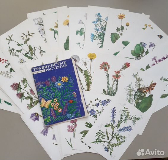 Наборы открыток Лекарственные растения