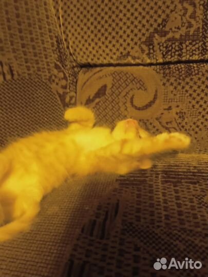 Котик бесплатно