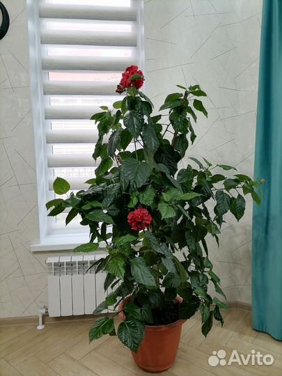 Гибискус китайская роза