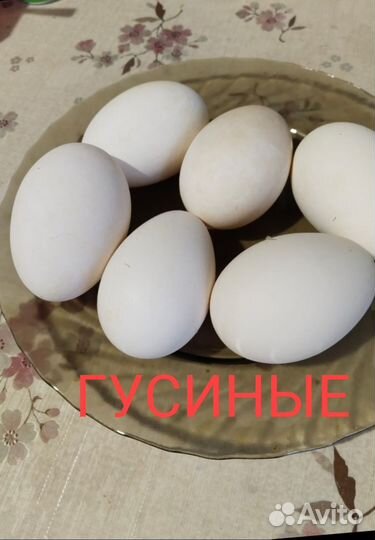 Яйца куриные,гусиные,индюшиные,утиные