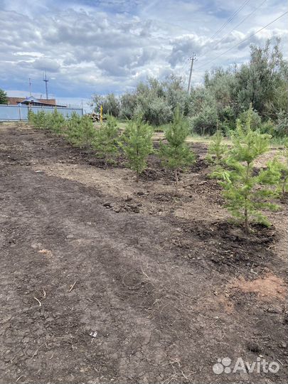 Продажа хвойных и лиственных растений