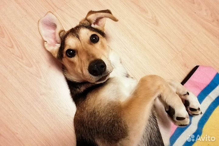 Щенок девочка в добрые руки бесплатно собака