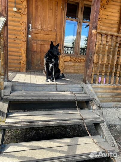 Собака в добрые руки девочка