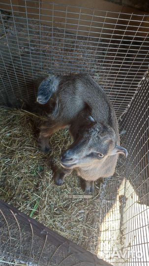 Козы ламанча