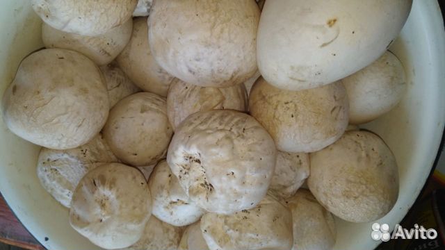 Гриб веселка