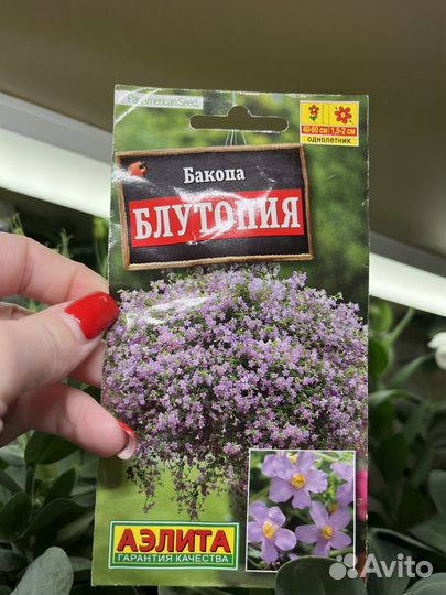 Бакопа рассада