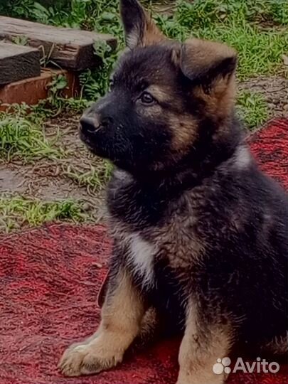 Немецкая овчарка щенки