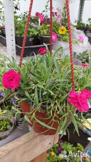 Петуния в подвесных кашпо