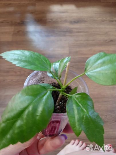 Гибискус желтый махровый