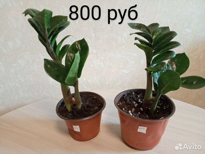 Замиокулькас Зензи