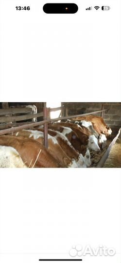 Коровы дойные