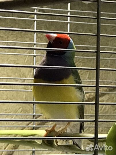 Амадин гульда