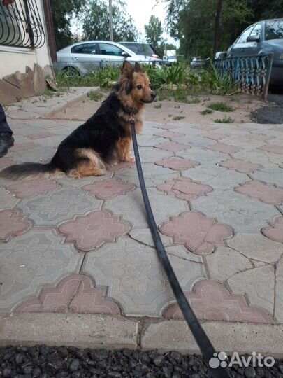 Найдена собака