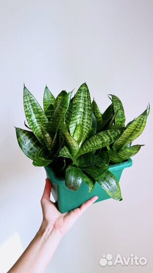 Сансевиерия ханни